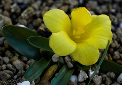 Moraea galaxia