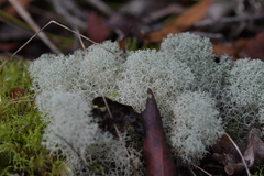 Cladonia confusa