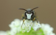Hylaeus hyalinatus