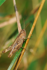Chorthippus macrocerus