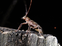 Monochamus carolinensis