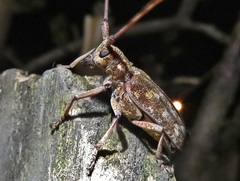 Monochamus carolinensis