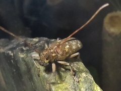 Monochamus carolinensis