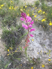 Polygala cretacea