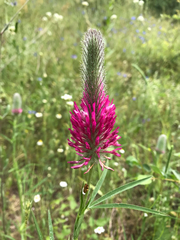 Trifolium purpureum