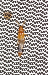 Distremocephalus texanus