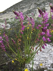 Polygala cretacea