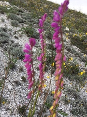 Polygala cretacea