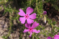 Phlox nivalis