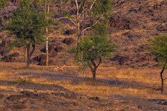 Gazella bennettii