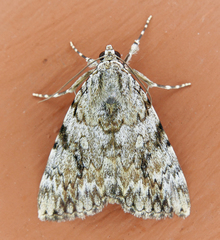 Catocala amica
