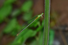 Ceriagrion cerinorubellum