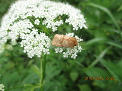 Eriopygodes imbecilla