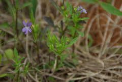 Viola