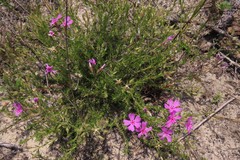 Phlox nivalis