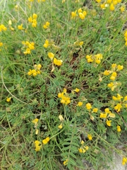 Hippocrepis comosa
