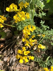 Hippocrepis comosa