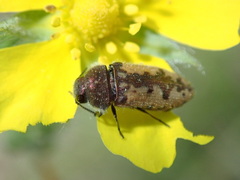 Acmaeodera pilosellae