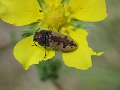 Acmaeodera pilosellae