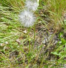 Microseris acuminata