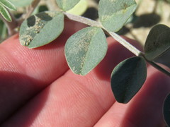Astragalus lentiginosus borreganus