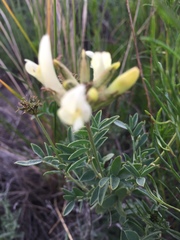Astragalus albicaulis