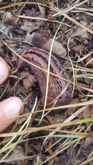 Limax dacampi