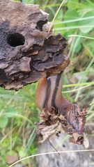 Limax dacampi