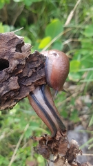 Limax dacampi