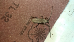 Stromatium longicorne