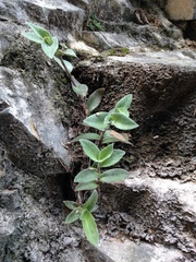 Tradescantia sillamontana