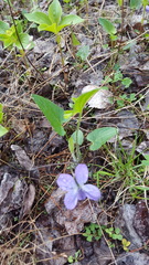 Viola novae-angliae
