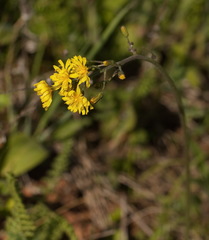 Crepis praemorsa