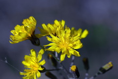 Crepis praemorsa
