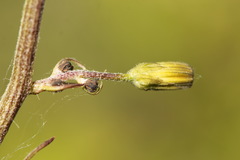 Crepis praemorsa