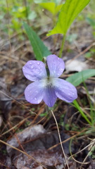 Viola novae-angliae