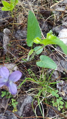Viola novae-angliae