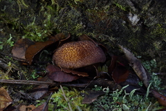 Tricholomopsis scabra