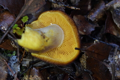 Tricholomopsis scabra