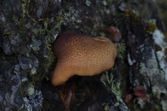 Tricholomopsis scabra