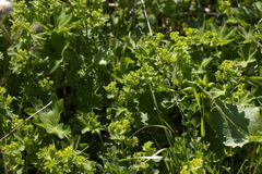 Alchemilla micans