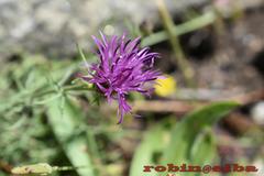 Centaurea ilvensis