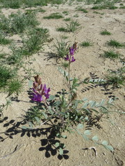 Astragalus lentiginosus borreganus