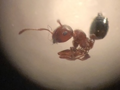 Crematogaster lineolata