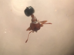 Crematogaster lineolata