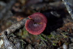 Dermocybe