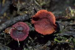 Dermocybe