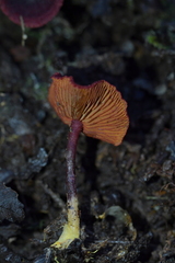 Dermocybe