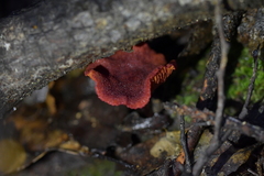 Dermocybe