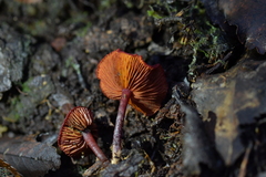 Dermocybe